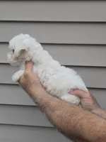Frankie , a male Maltipoo for sale in Barnegat, NJ – 1 of 3