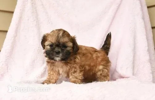 Sissy , a female Shih Tzu for sale in Barnegat, NJ – Photo 1 of 1