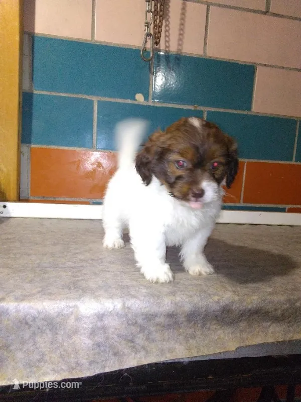 Patty  – Shihpoo puppy for sale in Barnegat, NJ