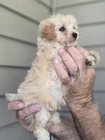 Pete , a female Maltipoo for sale in Barnegat, NJ – 3 of 3