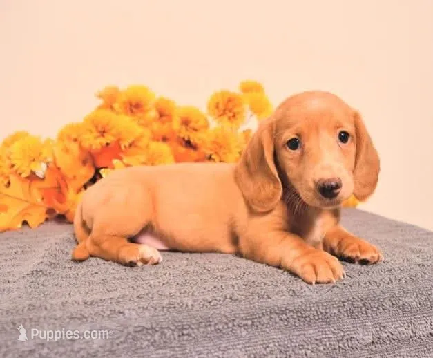 Dolly  – Miniature Dachshund puppy for sale in Barnegat, NJ