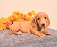 Dolly , a female Miniature Dachshund for sale in Barnegat, NJ – 1 of 1