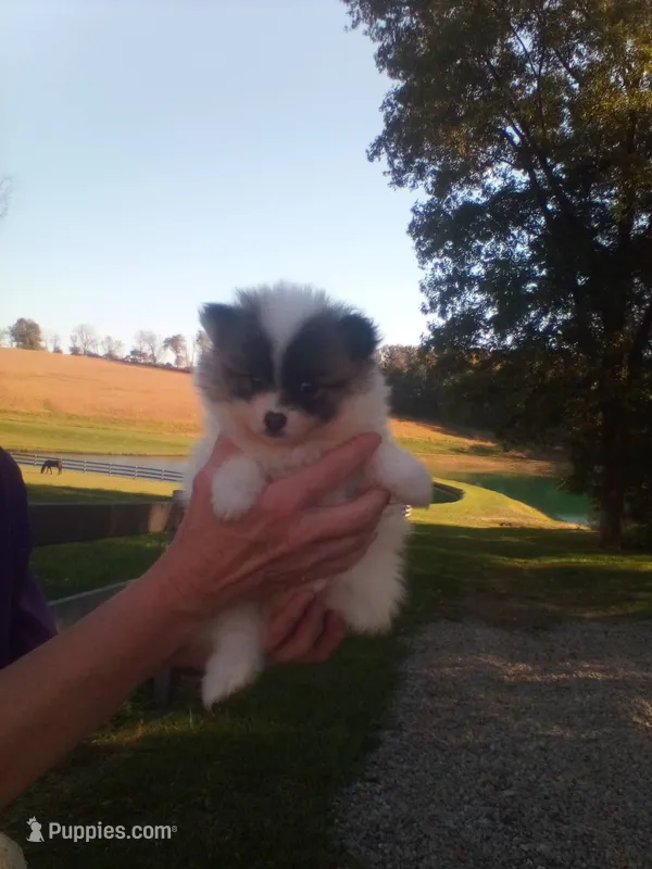 Paul – Pomeranian puppy for sale in Barnegat, NJ