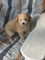 Stanley , a male Maltipoo for sale in Barnegat, NJ – 2 of 3