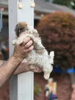 Dee, a female Shih Tzu for sale in Barnegat, NJ – 3 of 3