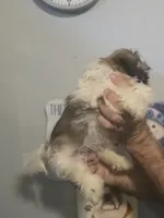 Stanley , a male Shih Tzu for sale in Barnegat, NJ – 3 of 3