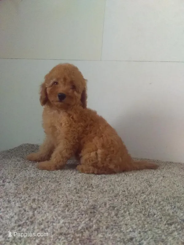 Peggy  – Maltipoo puppy for sale in Barnegat, NJ