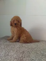 Peggy , a female Maltipoo for sale in Barnegat, NJ – 1 of 1