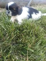 Sal , a male Shih Tzu for sale in Barnegat, NJ – 2 of 3