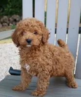Steven , a male Maltipoo for sale in Barnegat, NJ – 1 of 4