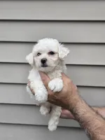 Frankie , a male Maltipoo for sale in Barnegat, NJ – 3 of 3
