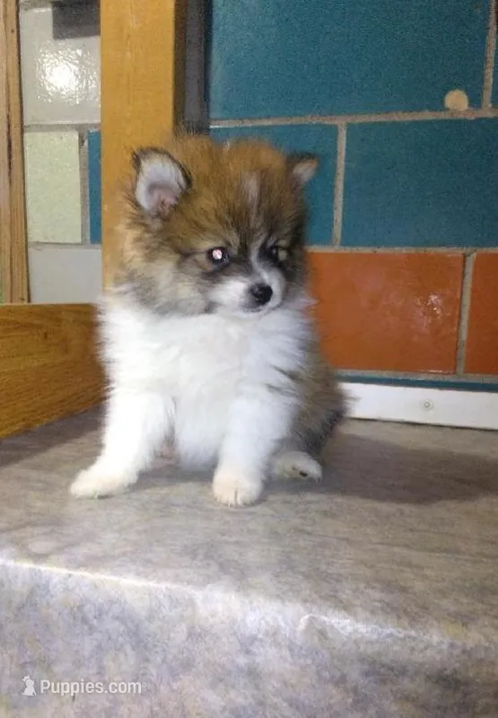 Pete , a male Pomeranian for sale in Barnegat, NJ – 1 of 1