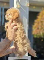 Peggy , a female Maltipoo for sale in Barnegat, NJ – 3 of 3