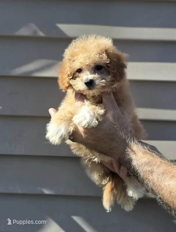 Pete  – Maltipoo puppy for sale in Barnegat, NJ