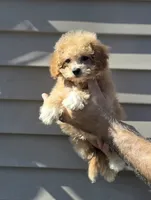 Pete , a male Maltipoo for sale in Barnegat, NJ – 1 of 3
