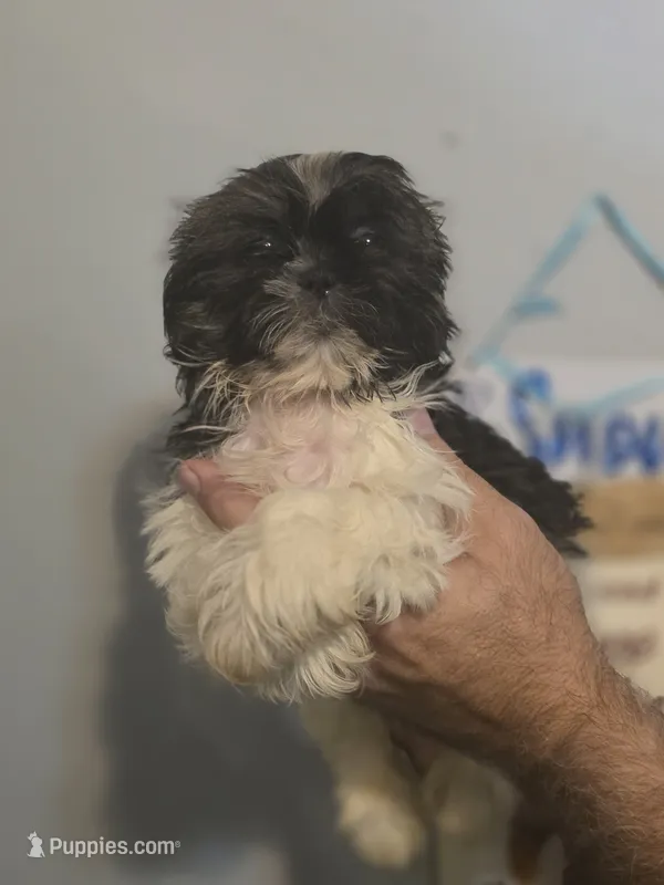 Sal  – Shih Tzu puppy for sale in Barnegat, NJ