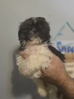 Sal , a male Shih Tzu for sale in Barnegat, NJ – 1 of 3