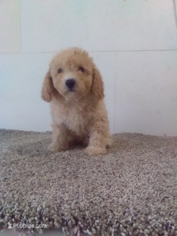 Chip – Bichpoo puppy for sale in Barnegat, NJ