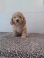 Chip, a female Bichpoo for sale in Barnegat, NJ – 1 of 1