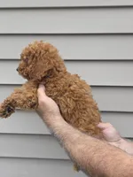 Steven , a male Maltipoo for sale in Barnegat, NJ – 2 of 4
