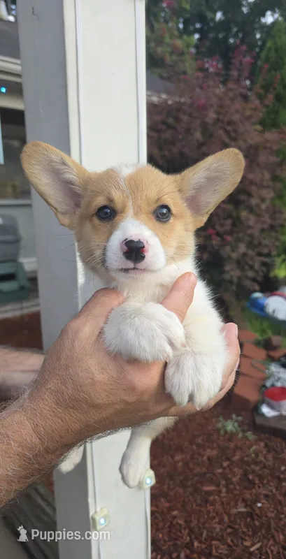 Peggy  – Pembroke Welsh Corgi puppy for sale in Barnegat, NJ
