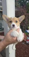 Peggy , a male Pembroke Welsh Corgi for sale in Barnegat, NJ – 1 of 3