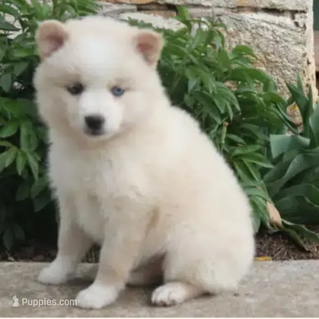 Sally  – Pomsky puppy for sale in Barnegat, NJ