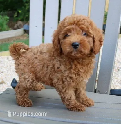 Sissy  – Maltipoo puppy for sale in Barnegat, NJ