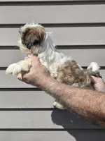 Stanley , a male Shih Tzu for sale in Barnegat, NJ – 2 of 3