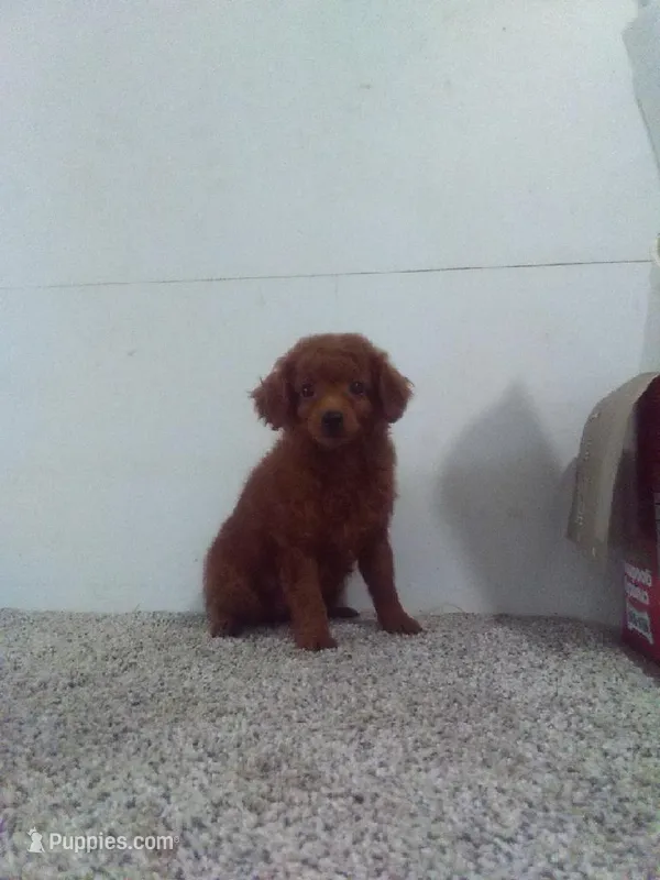 Stanley  – Poodle - Miniature  puppy for sale in Barnegat, NJ