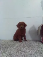 Stanley , a male Poodle - Miniature  for sale in Barnegat, NJ – 1 of 1
