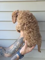 CJ, a male Cavapoo for sale in Barnegat, NJ – 3 of 3