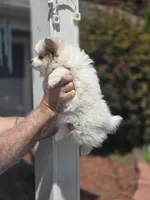 Patti , a female Pomeranian for sale in Barnegat, NJ – 2 of 3