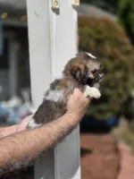 Tabitha, a female Shih Tzu for sale in Barnegat, NJ – 3 of 4