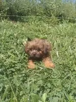 Sammy , a female Shih Tzu for sale in Barnegat, NJ – 1 of 1