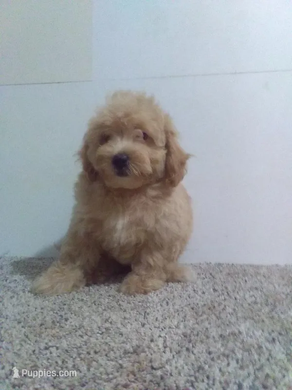 Max – Maltipoo puppy for sale in Barnegat, NJ