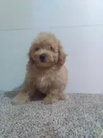 Max, a male Maltipoo for sale in Barnegat, NJ – 1 of 1
