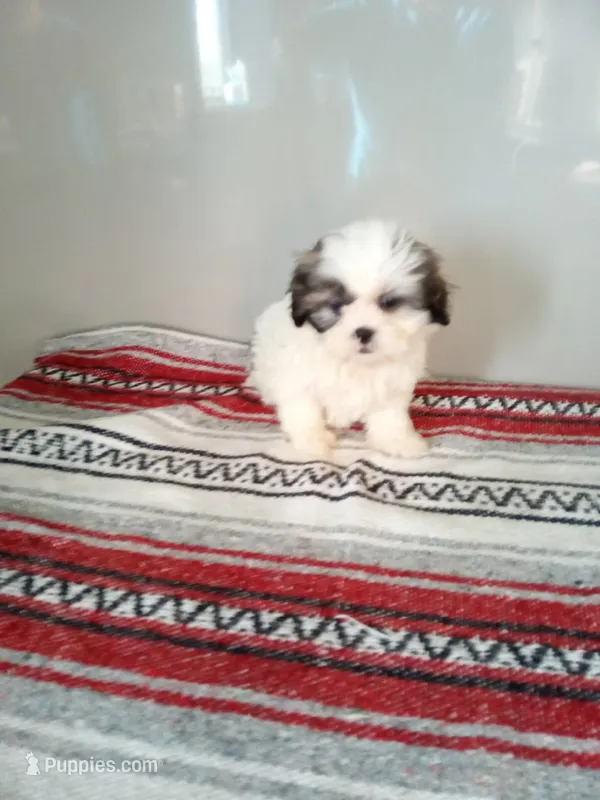 Sissy  – Shih Tzu puppy for sale in Barnegat, NJ