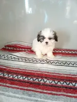Sissy , a female Shih Tzu for sale in Barnegat, NJ – 1 of 1