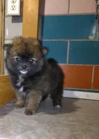 Suzzy , a female Pomeranian for sale in Barnegat, NJ – 1 of 1