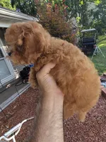 Tiny tim, a male Cavapoo for sale in Barnegat, NJ – 3 of 4