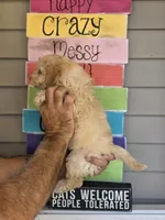 Sissy , a female Maltipoo for sale in Barnegat, NJ – 3 of 3