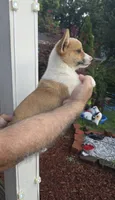 Peggy , a male Pembroke Welsh Corgi for sale in Barnegat, NJ – 2 of 3