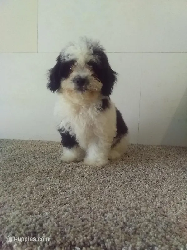 Peggy – Bichon Frise, Shih Tzu puppy for sale in Barnegat, NJ