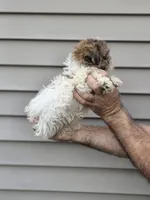 Billy , a male Shih Tzu for sale in Barnegat, NJ – 3 of 3