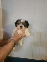 Sissy , a female Bichon Frise for sale in Barnegat, NJ – Photo 1 of 3