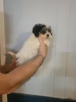 Sissy , a female Bichon Frise for sale in Barnegat, NJ – Photo 2 of 3