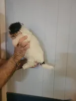 Sissy , a female Bichon Frise for sale in Barnegat, NJ – Photo 3 of 3