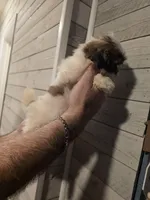 Steven , a male Shih Tzu for sale in Barnegat, NJ – Photo 2 of 3