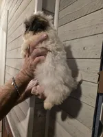 Steven , a male Shih Tzu for sale in Barnegat, NJ – Photo 3 of 3
